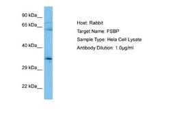 FSBP Rabbit anti-Human, Polyclonal, Novus Biologicals 0.1 mL | Buy Online | Novus Biologicals | Fisher Scientific